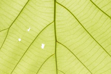 The leaves are opposite to the lightの写真素材