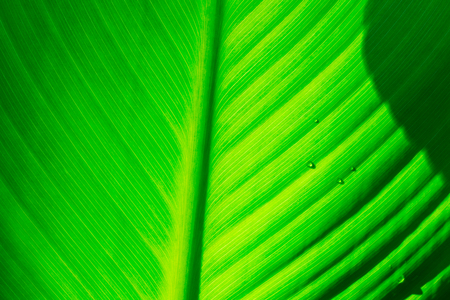 The green leaf and sunlight background.