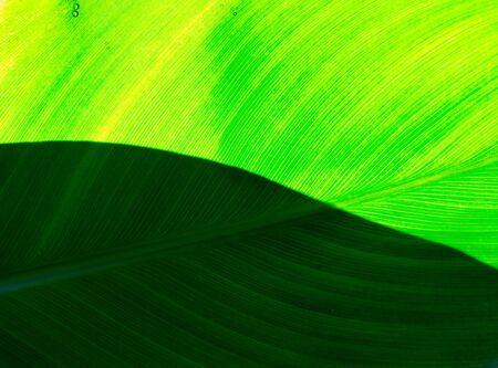 The green leaf and sunlight background.