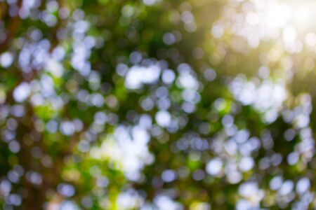Green, bright, healthy and sunshine of summer for the background.の写真素材