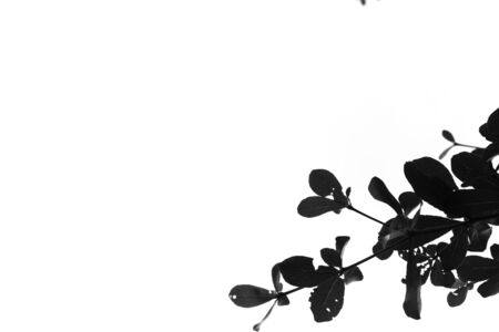 The leaves in a black and white pattern vintage style