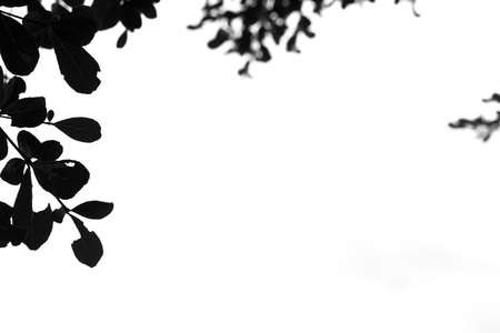 The leaves in a black and white pattern vintage styleの写真素材