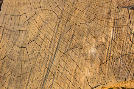 The Wood background, Wood surface, Wood textureの写真素材