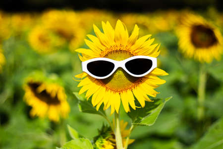 Sunflower wearing sunglasses, Concept of the summer funny background.(Soft Focus)の写真素材