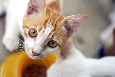 a catの写真素材