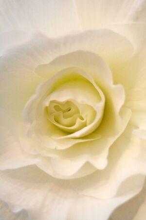 a close up of a white flower bloomingの写真素材