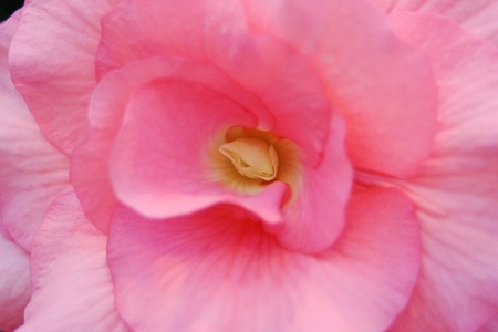 a close up of a pink flower bloomingの写真素材