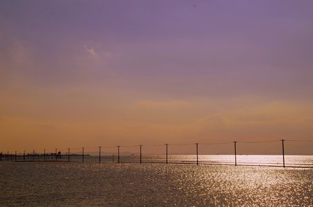 Utility poles in the sea