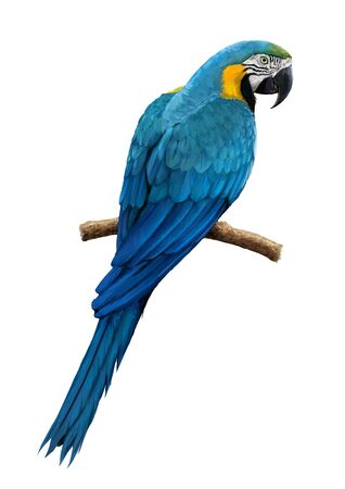 Blue-and-yellow Macawの写真素材