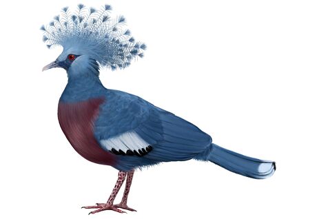 Illustration of Victoria Crowned Pigeonの写真素材