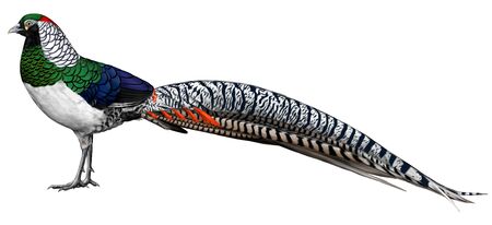 Illustration of Lady Amherst's Pheasantの写真素材