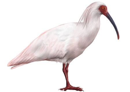 Illustration of Japanese Crested Ibisの写真素材