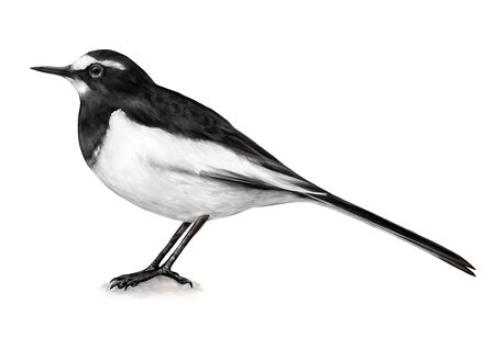 Illustration of Japanese Wagtailの写真素材
