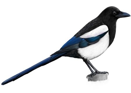 Illustration of Magpieの写真素材