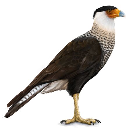 Illustration of Caracaraの写真素材