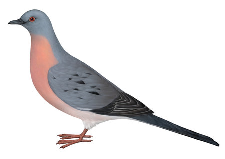 Illustration of a male passenger pigeonの写真素材