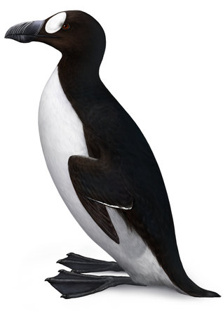 Illustration of Great Auk (Garefowl).の写真素材