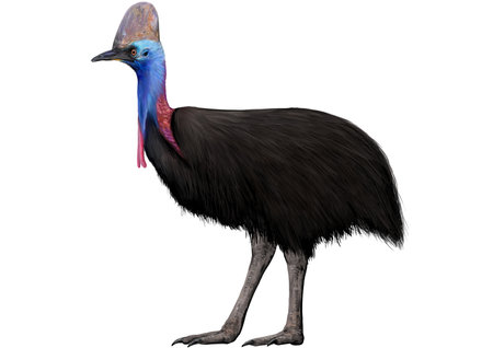 Illustration of Cassowary.の写真素材