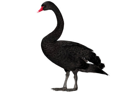 Illustration of Black Swan, The Australian bird.の写真素材
