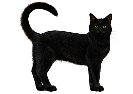 Illustration of Black Cat.の写真素材