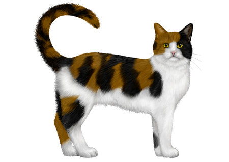 Illustration of Calico Cat.の写真素材