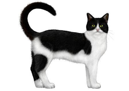 Illustration of Bicolor (Black and White) Cat.の写真素材