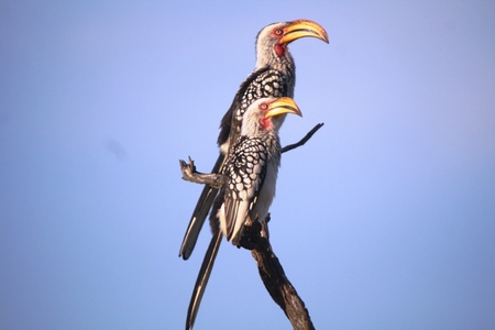 Southern Yellow-billed Hornbillの写真素材