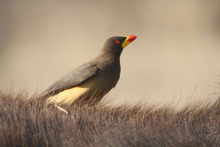 Oxpeckerの写真素材