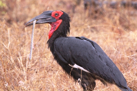 Ground Hornbillの写真素材