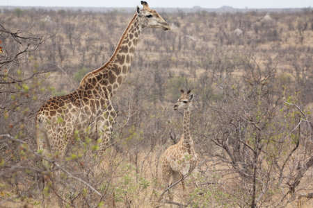 Giraffeの写真素材