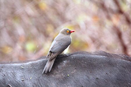 Oxpeckerの写真素材