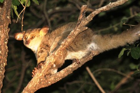 Greater Galagoの写真素材