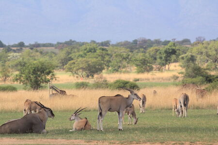 Elandの写真素材
