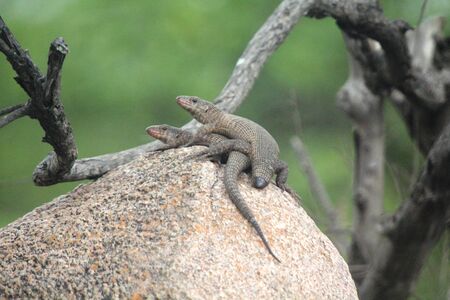 Giant plated Lizardsの写真素材