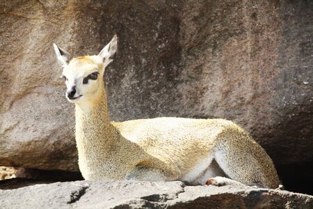 Klipspringer