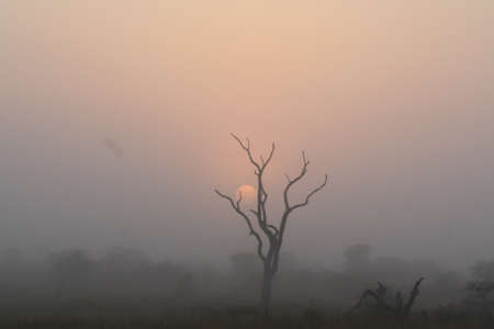 sun-rise on misty morningの写真素材