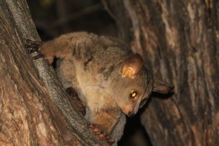 Greater Galagoの写真素材