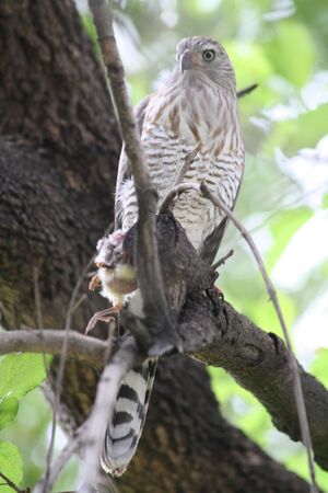 Shikra in a tree with chicken in its talonsの写真素材