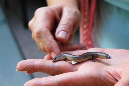 Skink in a persons handの写真素材