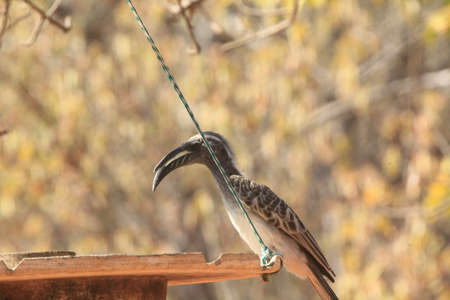African Grey hornbillの写真素材