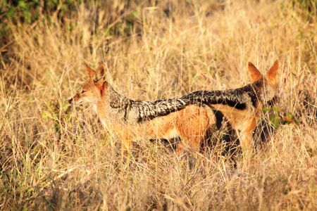 Black-backed Jackalの写真素材