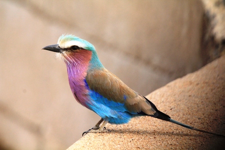 Lilac breasted rollerの写真素材