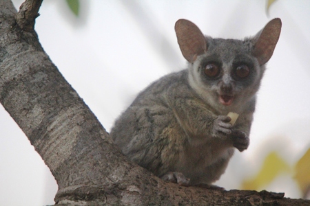 Bushbabyの写真素材