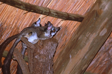 Bushbabies