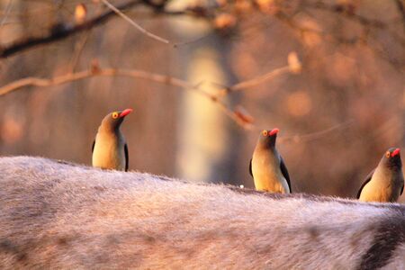 Oxpeckers on the back of an animalの写真素材