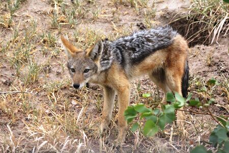 black backed jackalの写真素材