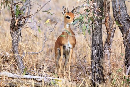 Steenbuck ram very cautiousの写真素材