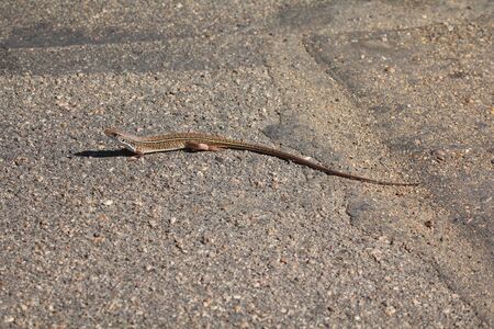 Lizardの写真素材