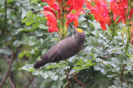 White-bellied sunbirdの写真素材