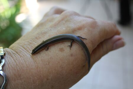 Lizard on handの写真素材